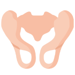pelvik-taban-rehabilitasyonu-fizyoterapi-aydin